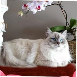 CRILSTYLEO Pet Mat Small Pet Bed Plush Cat Mat Kitten Mat Pad Washable Dog Beds Cat Mat For Food Thick Mattress Topper Full Pet Nest Cushion Dog Sleeping Cushion Household Pet Bed Brown Puppy -Zoo Shop 51J3eAEZTrL