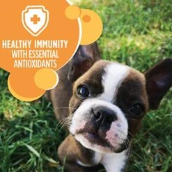 IAMS Smart Puppy Dry Dog Food With Real Chicken, 15 Lb. Bag -Zoo Shop 51JDKR6dADL