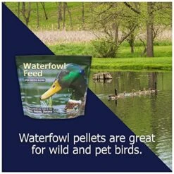 Natural Waterscapes Waterfowl Feed 20 Lb Bag | Floating Pellets For Duck, Swan, Goose | For Wild And Pet Ducks -Zoo Shop 51MpK9buOtL