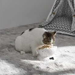 Y YHY Elevated Cat Bowls Anti-Vomiting, Tilted Raised Cat Bowl, Ceramic Cat Bowls For Flat Faced Cats, Small Dogs, Protect Pets Spine, Dishwasher And Microwave Safe -Zoo Shop 51NlDf9AvQL