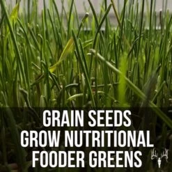 Crooked Bend Mother Fodder Blend, 8LB EcoPack, Grain Seeds For Bird Food & Growing Fresh Green Grass Sprouts To Feed Pet Rabbits, Cows, Horse, Chicken, Goat, Sheep, Quail, Dog, Cat, Duck & Tortoise 12 Crooked Bend Mother Fodder Blend, 8LB EcoPack, Grain Seeds For Bird Food & Growing Fresh Green Grass Sprouts To Feed Pet Rabbits, Cows, Horse, Chicken, Goat, Sheep, Quail, Dog, Cat, Duck & Tortoise -Zoo Shop 51NqKFbivEL