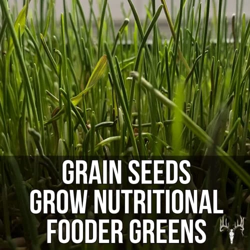 Crooked Bend Mother Fodder Blend, 8LB EcoPack, Grain Seeds For Bird Food & Growing Fresh Green Grass Sprouts To Feed Pet Rabbits, Cows, Horse, Chicken, Goat, Sheep, Quail, Dog, Cat, Duck & Tortoise 6 Crooked Bend Mother Fodder Blend, 8LB EcoPack, Grain Seeds For Bird Food & Growing Fresh Green Grass Sprouts To Feed Pet Rabbits, Cows, Horse, Chicken, Goat, Sheep, Quail, Dog, Cat, Duck & Tortoise - Image 4