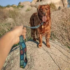 Jiminy’s Eco-Friendly Dog Leash For Medium Dogs, Small Dogs, & Large Dogs - Made From Sustainable Material, Heavy Duty & Strong Dog Leash, Made From Recycled Materials - 6 Ft Dog Leash -Zoo Shop 51Qtejcar3L