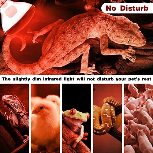 Hypool Heat Lamp Red Infrared Light Bulbs PAR38 250 Watts Fits E26 E27 Base 250W As Chickens Brooder Heat Light For Multi-Application Scenario(250W) 4 Hypool Heat Lamp Red Infrared Light Bulbs PAR38 250 Watts Fits E26 E27 Base 250W As Chickens Brooder Heat Light For Multi-Application Scenario(250W) - Image 2
