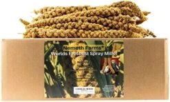 Nemeth Farms Worlds Freshest GMO-Free No Pesticide Sun Dried Spray Millet No Stems Only Edible Tops-Original Bird Treat And Supplement For Pet Birds Parakeets, Cockatiels, Lovebirds And Finches-5lbs -Zoo Shop 51YFAFMY0DL. AC