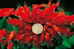 Sera O-nip Nature 6 Oz 250 Ml, One Size -Zoo Shop 51ZqbTbgOpL