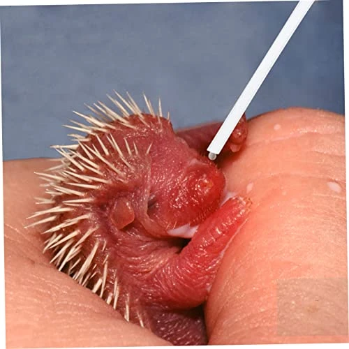 9 Pcs Hose Feeder Bird Syringe Feeder Birds Feeding Tube Bird Feeding Syringe Birds Feeding Fittings Plastic Birds Feeding Hose Birds Feeding Hose Accessory Pearlescent Makeup 6 9 Pcs Hose Feeder Bird Syringe Feeder Birds Feeding Tube Bird Feeding Syringe Birds Feeding Fittings Plastic Birds Feeding Hose Birds Feeding Hose Accessory Pearlescent Makeup - Image 4