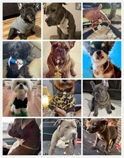 Aiyidi Gold Dog Chain Collar 10mm Wide Cuban Link Puppy Collar 316L Stainless Steel With CZ Diamond Lock Bling Collar For Large Medium Small Dogs(10mm Gold,10inches) -Zoo Shop 51fYy26q6uL