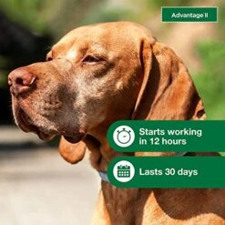 Advantage II Large Dog Vet-Recommended Flea Treatment & Prevention | Dogs 21-55 Lbs. | 4-Month Supply -Zoo Shop 51g8GYsUZmL