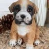 Ebros Gift Realistic Lifelike Fawn Boxer Puppy Dog Sitting Figurine 6.25" Tall Animal Collectible Boxers Pet Pal Pooch Sculpture -Zoo Shop 51g9G1nnjJL