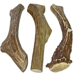 WhiteTail Naturals | 3 Pack Medium | Deer Antler Dog Chews | All Natural Organic Antlers For Dogs | Long Lasting Antler Bones For Dogs | Durable Antler Dog Toy -Zoo Shop 51grUVSYsL. AC