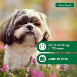 Advantage II Small Dog Vet-Recommended Flea Treatment & Prevention | Dogs 3-10 Lbs. | 4-Month Supply -Zoo Shop 51iA298KPRL