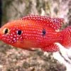 GENERIC 3 Pack Of Blood Jewel Cichlids 1-2" Live Red Tropical Fish For Tank Or Aquarium Live Fish 2 GENERIC 3 Pack Of Blood Jewel Cichlids 1-2" Live Red Tropical Fish For Tank Or Aquarium Live Fish -Zoo Shop 51kh94njyvL