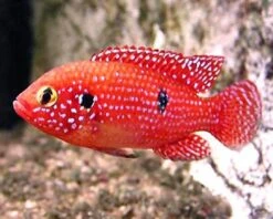 GENERIC 3 Pack Of Blood Jewel Cichlids 1-2" Live Red Tropical Fish For Tank Or Aquarium Live Fish
