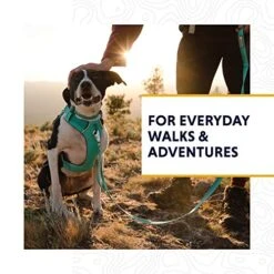 Ruffwear, Front Range Dog Collar, Durable And Comfortable Collar For Everyday Use, Aurora Teal, 11"-14" -Zoo Shop 51l5nk5mhLL