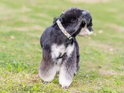 Gyapet Dog Collar For Large Dogs Medium Bowtie Detachable Adjustable Cute Cartoon Quick Release Snap Pizza L -Zoo Shop 51lFwKZjDaS