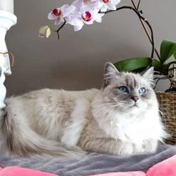 POPETPOP Dog Food Mat Dog Food Mat Dog Food Mat Dog Crate Bed Pad Fleece Pad Cat Bed Mat Warm Dog Mat Plush Pet Beds Pet Sleeping Mat For Puppy Dog Cat Dog Paw Cleaner Dog Paw Cleaner Dog Paw Cleaner -Zoo Shop 51lqyG5PnWL