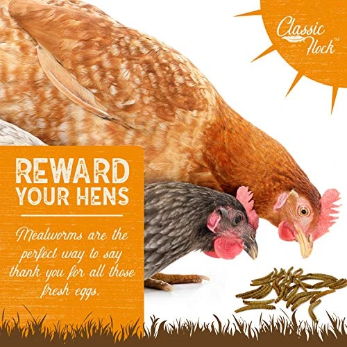 Classic Flock 5LB Dried Mealworms Non-GMO High Protein Treats For Chicken, Wild Birds, Ducks, Fish, Hedgehogs, Lizards, Reptiles 4 Classic Flock 5LB Dried Mealworms Non-GMO High Protein Treats For Chicken, Wild Birds, Ducks, Fish, Hedgehogs, Lizards, Reptiles - Image 2