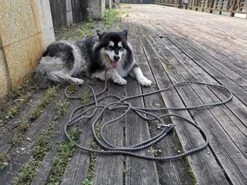 YUCFOREN Check Cord/Tie Out Long Rope Leash For Dog Training 15FT 20FT 26FT 40FT Obedience Recall Training Agility Lead For Large Medium Small Dogs, Great For Training, Camping, Playing, Backyard -Zoo Shop 51pxiQojw2L