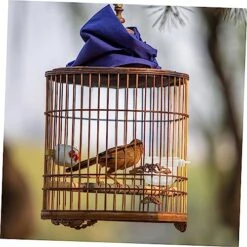 Mipcase 20 Pcs Parrot Feeding Box Chicken Accessories Clear Container Rabbit Water Bowl Transparent Bird Bowl Parrot Water Cage Bowls Parrot Food Container Bird Food Cup Bird Cage Feeder -Zoo Shop 51qmv7rsyUL