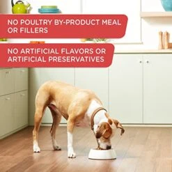 Rachael Ray Nutrish Gentle Digestion Wet Dog Food, Real Chicken, Pumpkin & Salmon, 13 Ounce Can (Pack Of 12) -Zoo Shop 51rfNAo5AoL