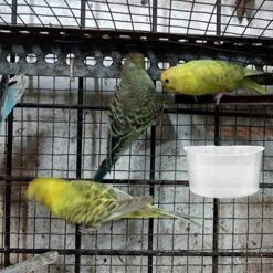 NOGRAX Bird Feed Auto Feeder 12pcs Bird Feeder Pigeon Feeding Bird Foods Dispenser Dove Cage Water Container Pigeon Feeder Slot For Home Garden Rabbit Food Bowl Feeder 14 NOGRAX Bird Feed Auto Feeder 12pcs Bird Feeder Pigeon Feeding Bird Foods Dispenser Dove Cage Water Container Pigeon Feeder Slot For Home Garden Rabbit Food Bowl Feeder -Zoo Shop 51tpexD2AnL