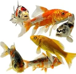 Toledo Goldfish Butterfly And Standard Fin Koi Combo, Variety Of Colors And Patterns - Perfect For Ponds Or Aquariums - 3-4 Inches, 10 Count -Zoo Shop 51wNI8KzrL. AC 7