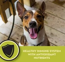 AvoDerm Natural Lamb Meal & Brown Rice Recipe Dry Dog Food, For Allergy Support, 26 Lb -Zoo Shop 51x2kdYpAWL