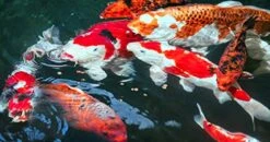 Sera Koi Professional Summer Pet Food, 4.86 Pound Bag -Zoo Shop 51z0LC5Ha5L