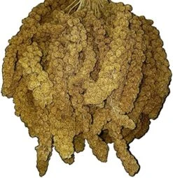 Birds LOVE Wholesome & Lovely Spray Millet Non-GMO No Pesticide (No Stems Only Edible Tops) For Parrots Birds Cockatiel Lovebird Keets Finch Canary All Parrots Healthy Treat-5lbs… -Zoo Shop 61RhHc5523L. AC