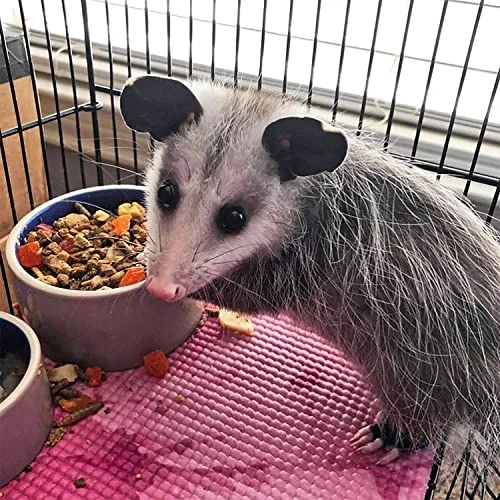 Exotic Nutrition Opossum Complete - Nutritionally Complete Healthy Pellet Diet - Food For Short-Tailed & Virginia Opossums (1 Lb.) 5 Exotic Nutrition Opossum Complete - Nutritionally Complete Healthy Pellet Diet - Food For Short-Tailed & Virginia Opossums (1 Lb.) - Image 3
