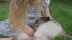 UCARI Pet Sensitivity & Intolerance Test Kit For Dogs & Cats | 1000+ Environmental & Pet Food Intolerance Screening | | 4 Tests In 1 | Non-Invasive Bioresonance Home Health Testing Kits, Fast Results -Zoo Shop 61i5ymHO0TL