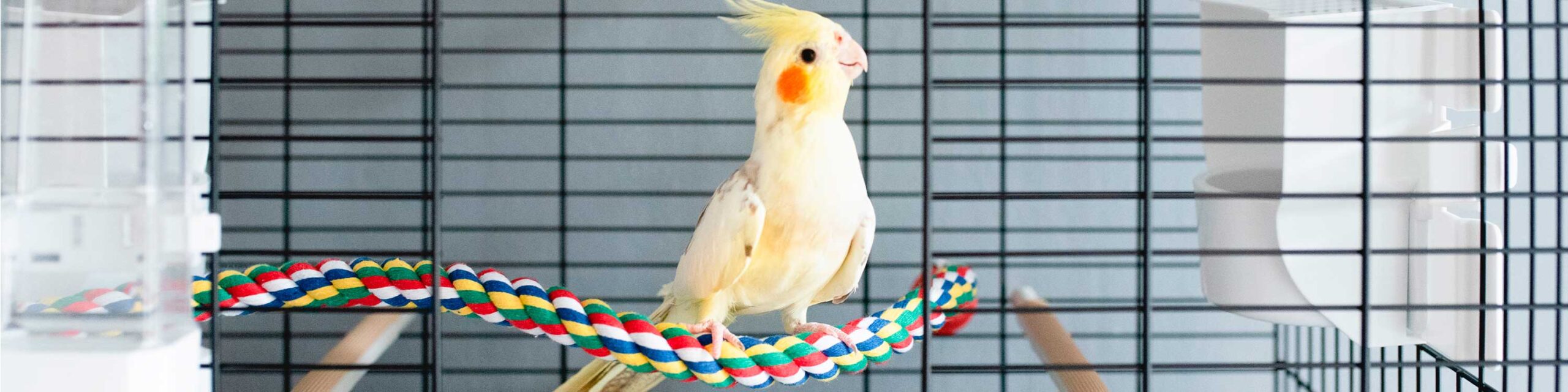 Zoo Shop -Zoo Shop 3000x750px 04 UCCELLI Sottocategorie 1 ACCESSORI 3024x scaled